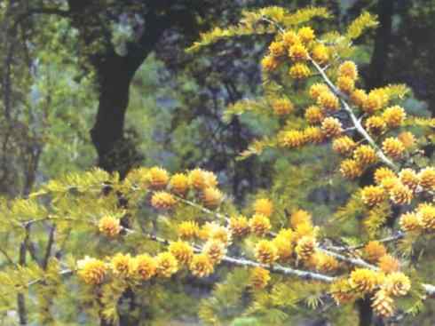 鱼类活化石:澳洲肺鱼 鱼类活化石:澳洲肺鱼