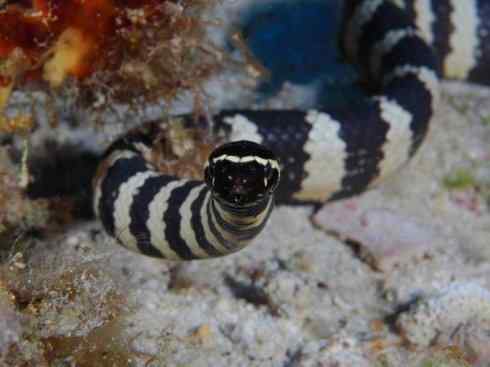 龙：传说的兽原型探秘（海蛇类）