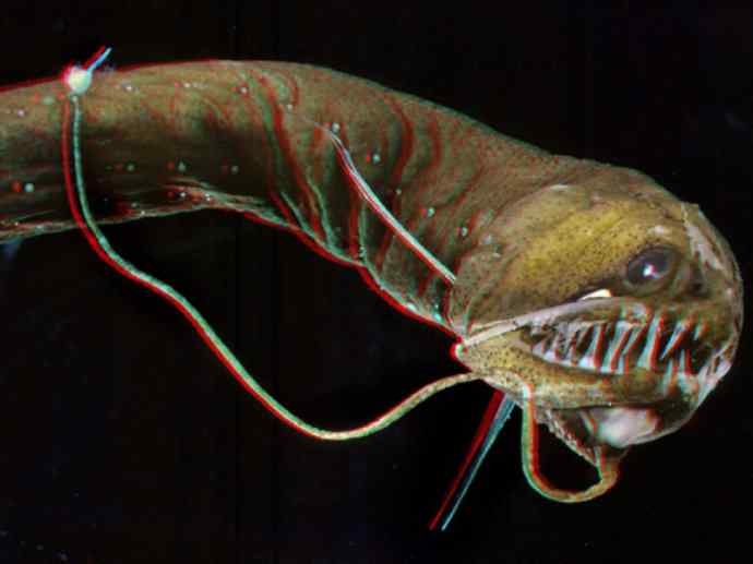 鱼类活化石：帆蜥鱼