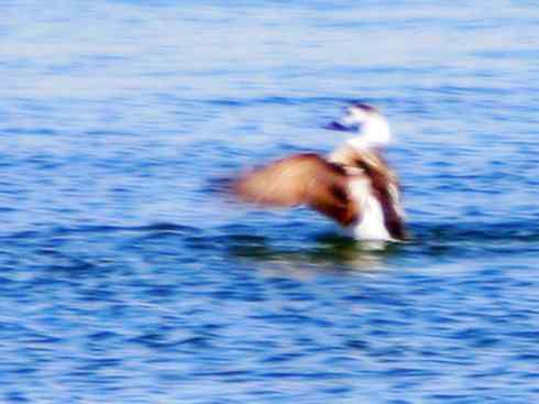 雁鸭之最之三 雁鸭之最之三