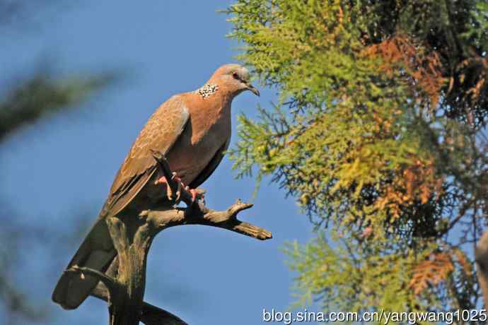 珠颈斑鸠(随拍) 珠颈斑鸠(随拍)