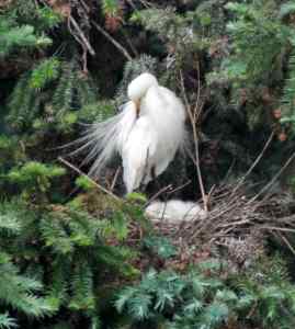 白鹭王国摄影记