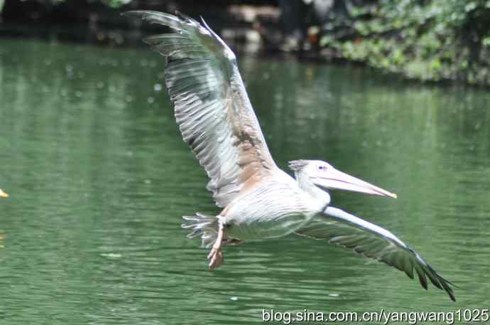 再拍大鹈鹕 wbr2