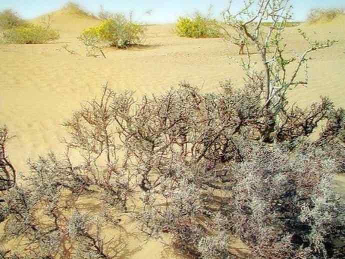 鱼类活化石：齿蝶鱼