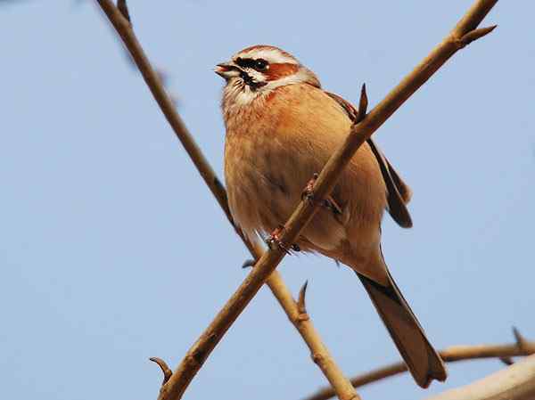 家乡的鸟（6），三道眉草鹀（组图）