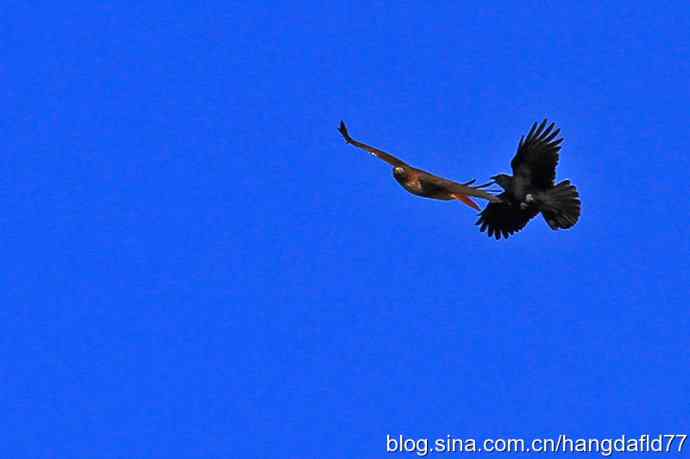 乌鸦驱逐老鹰