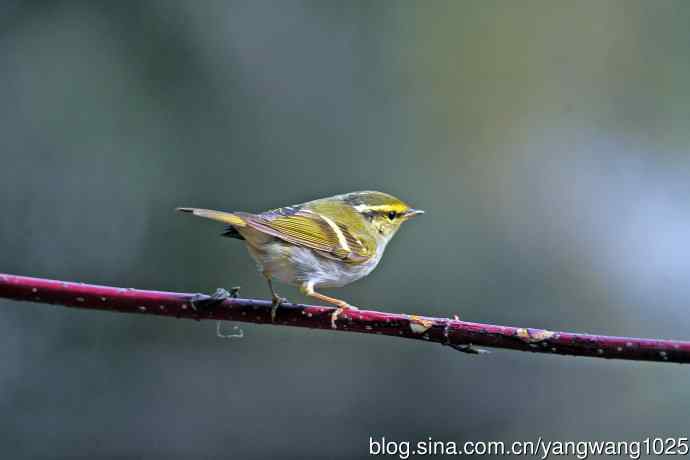 黄腰柳莺(22) 黄腰柳莺(22)