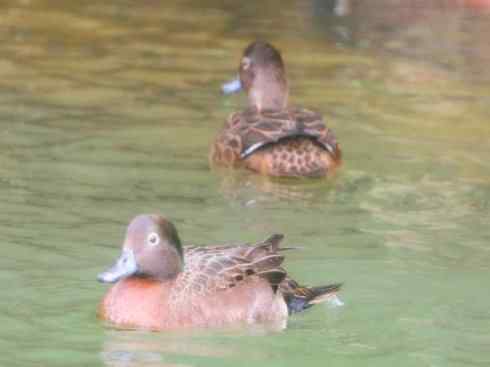欣赏：美丽的钻水鸭4