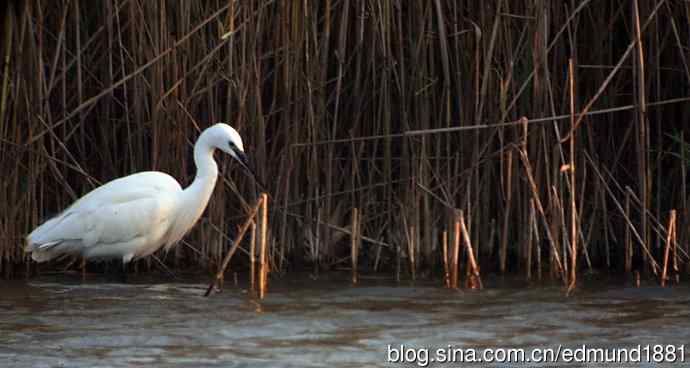 崇明东滩湿地公园观鸟记