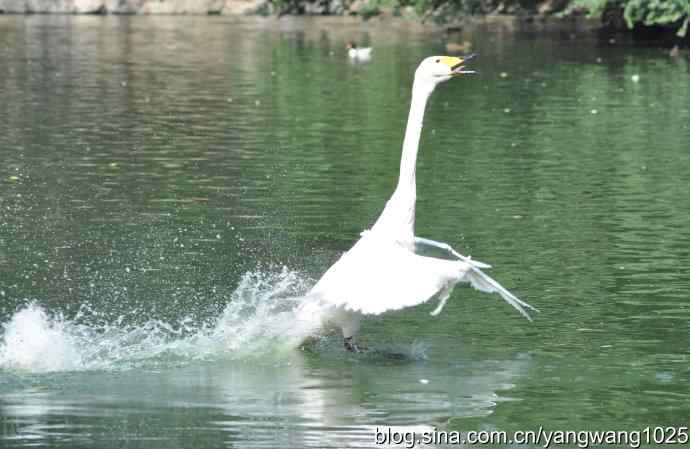 舞（天鹅之舞）