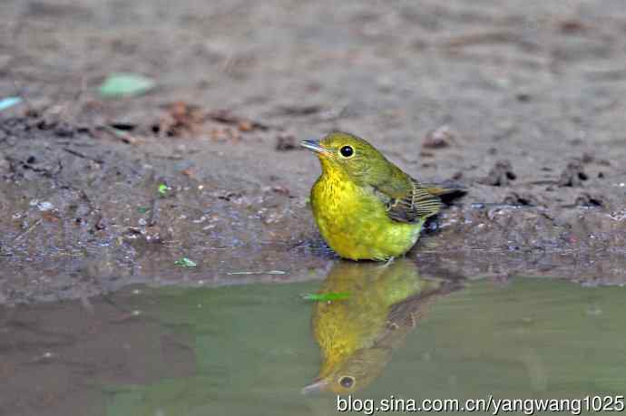 洗浴的绿背姬鶲