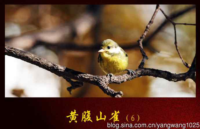 黄腹山雀（6）