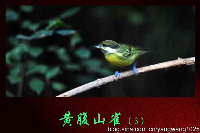 黄腹山雀（3）