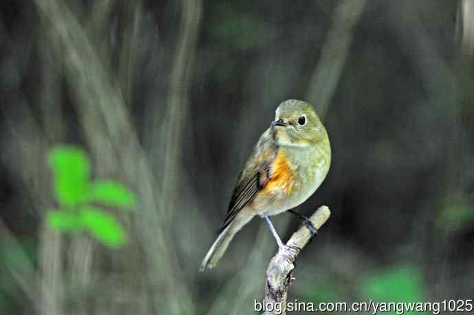 雌性红胁蓝尾鸲（54）