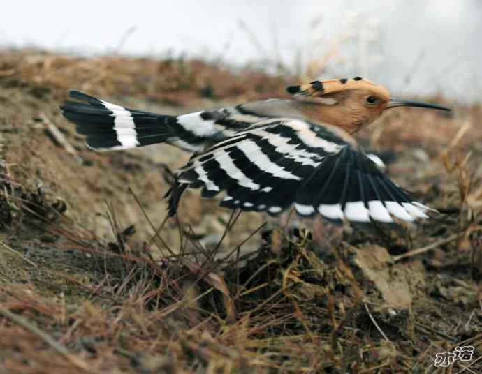 圆明园 wbr路 wbr戴胜 圆明园 wbr路 wbr戴胜