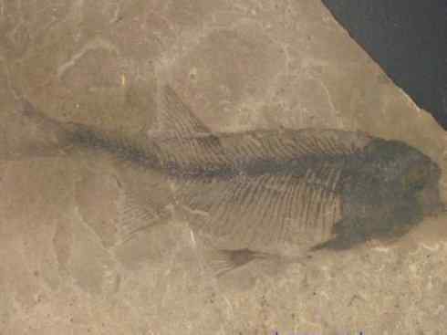 鱼类活化石：月眼鱼