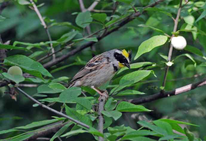 黄喉鹀 wbr4 黄喉鹀 wbr4