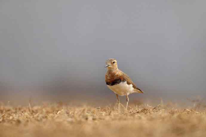 【春天的消息】（最先来到北京的迁徙排头兵---东方鸻）