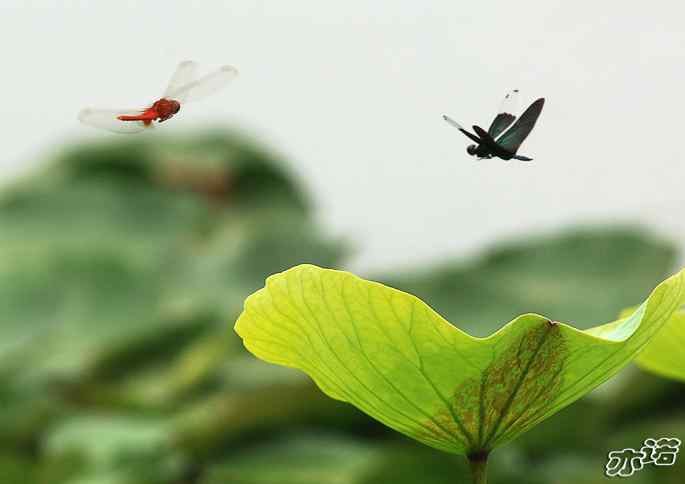 圆明园&nbsp;wbr路&nbsp;wbr黑丽翅蜻鈥斺敽商裂蘧