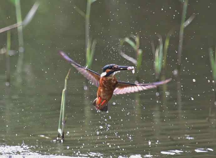 220.可爱小翠--飞姿图