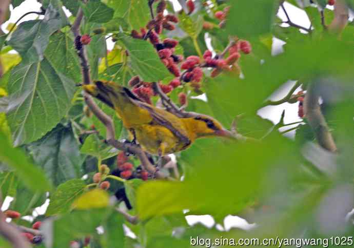 黄鹂（记录版）