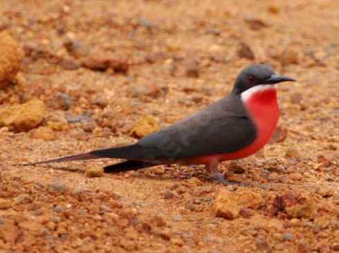 绝色攀禽：佛法僧目之蜂虎4