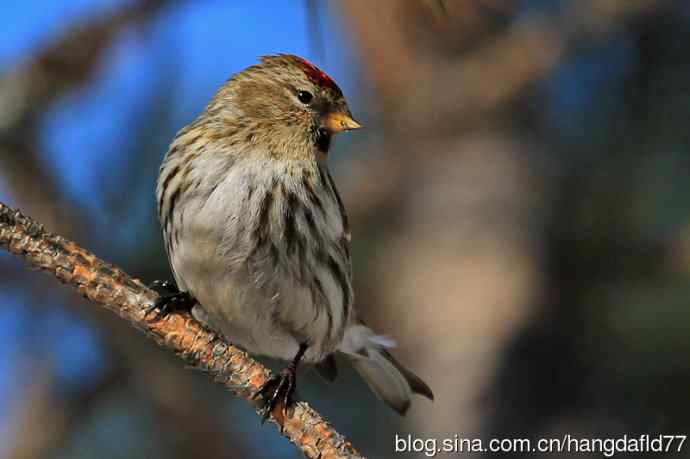 白腰朱顶雀（3）