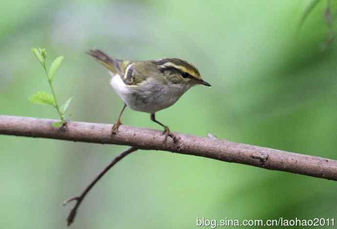 双斑绿柳莺和黄腰柳莺 双斑绿柳莺和黄腰柳莺