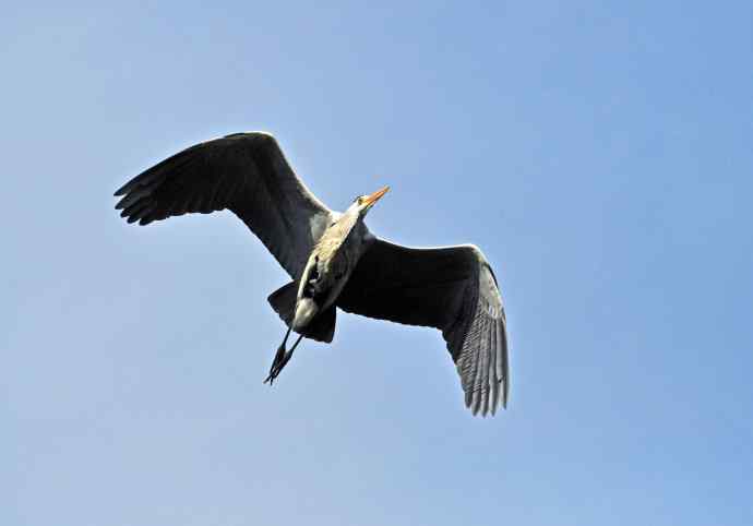 苍鹭（2011年4月）