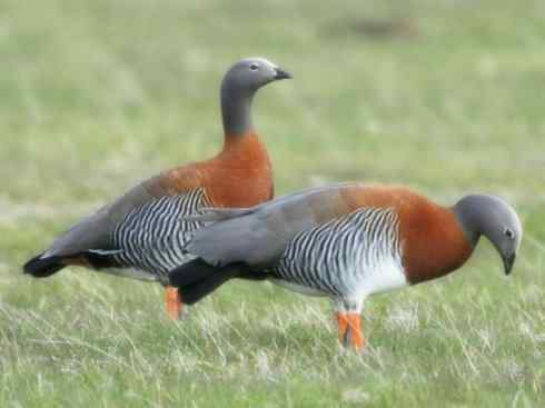 欣赏:美丽的草雁 欣赏:美丽的草雁