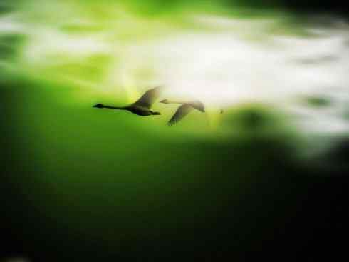 鸟类之最：高山兀鹫