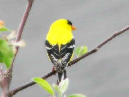 十大鸟类建筑师之二（织布鸟、维达雀）