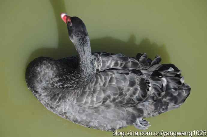 再游麋鹿苑（黑天鹅篇）