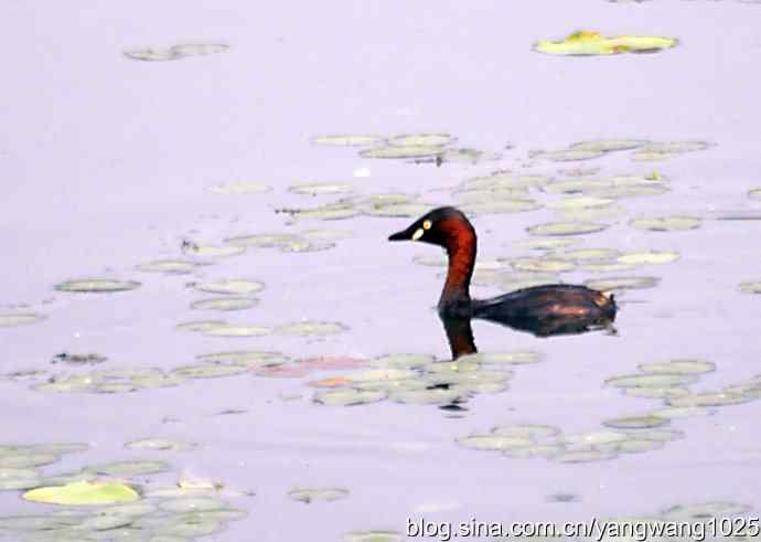 早餐 wbr鈥斺斝t捕鱼纪实