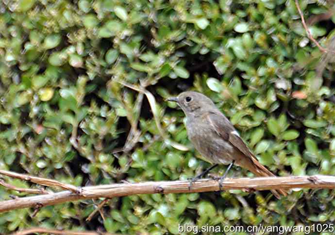 再拍北红尾鸲 再拍北红尾鸲