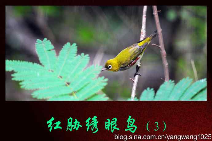 红胁绣眼鸟（3）