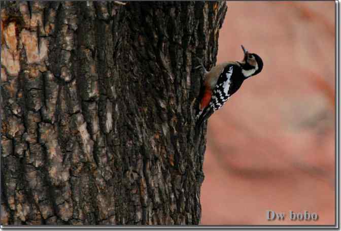 点击图片或使用键盘← →翻页