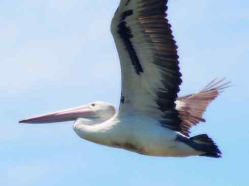 白头鸟系列：另类的美丽10（海鸥）