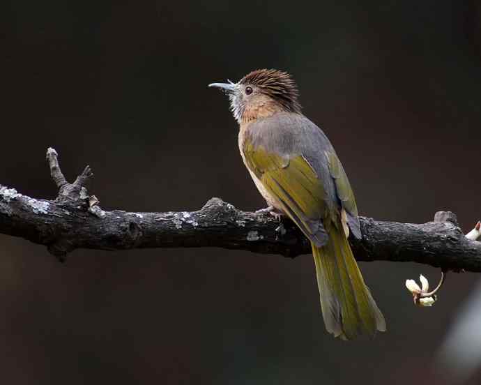 满嘴花粉的绿翅短脚鹎