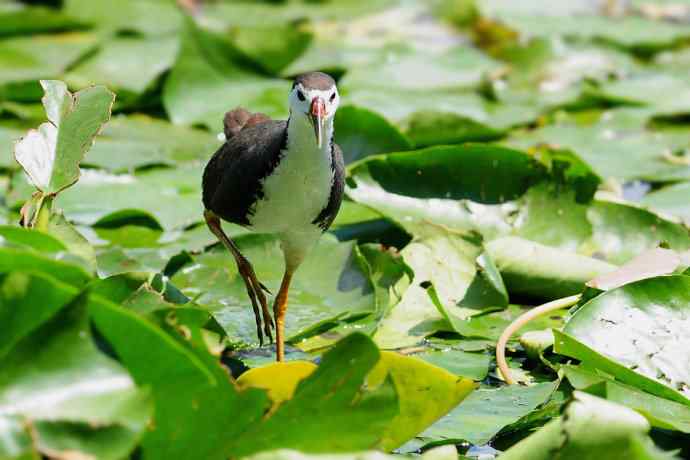 龙潭西湖的白胸苦恶鸟