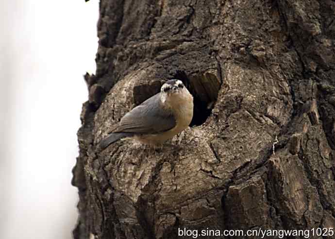 黑头鳾（shi）的小家