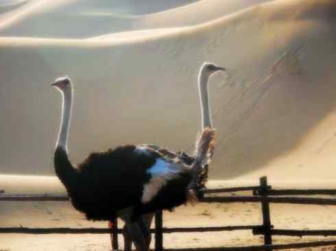 家禽驯化之源之十二