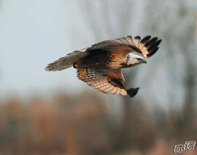 官厅水库&nbsp;wbr路&nbsp;wbr四种猛禽