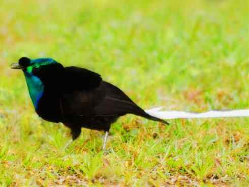 美丽无罪:雀鸟之极乐鸟 美丽无罪:雀鸟之极乐鸟