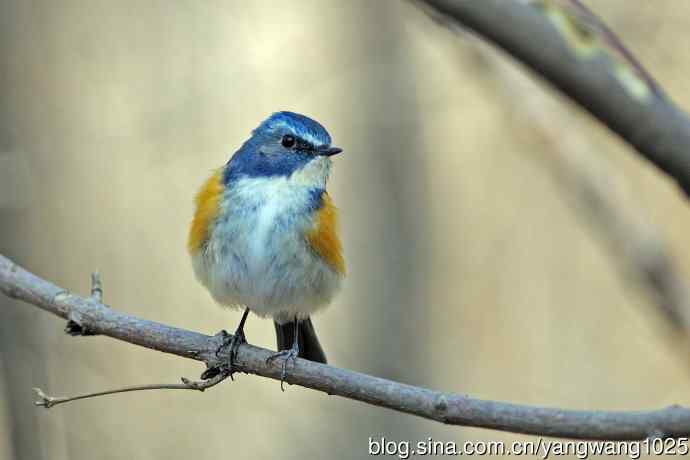 雄性红胁蓝尾鸲（20）