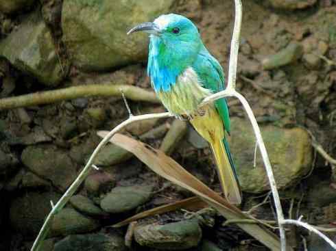 绝色攀禽:佛法僧目之蜂虎 绝色攀禽:佛法僧目之蜂虎