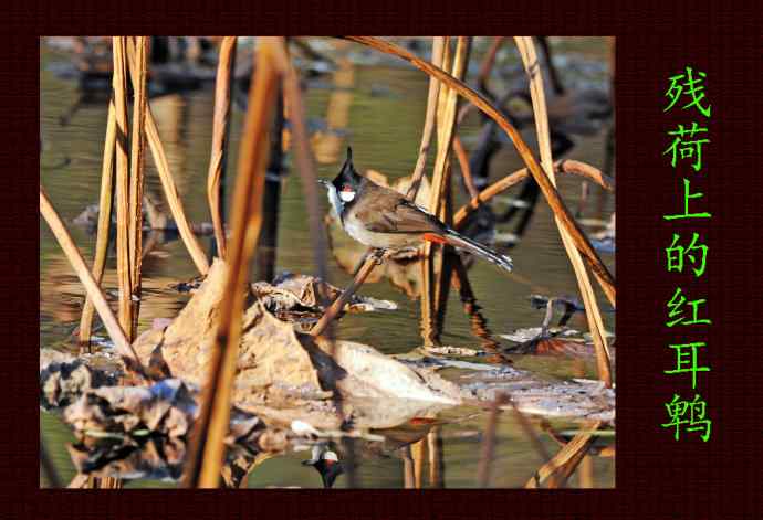 残荷上的红耳鹎