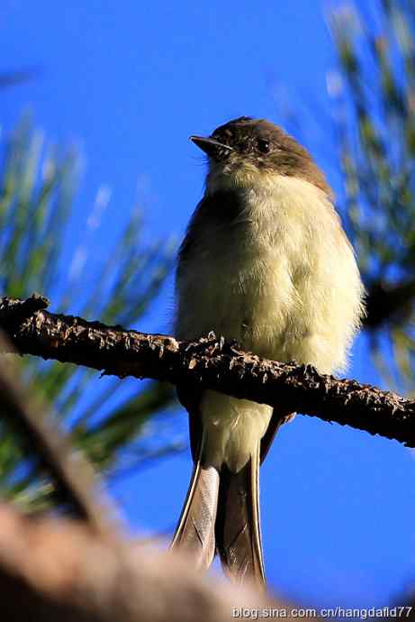 东菲比霸鹟（2）
