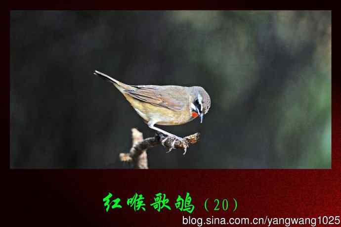 红喉歌鸲(20) 红喉歌鸲(20)