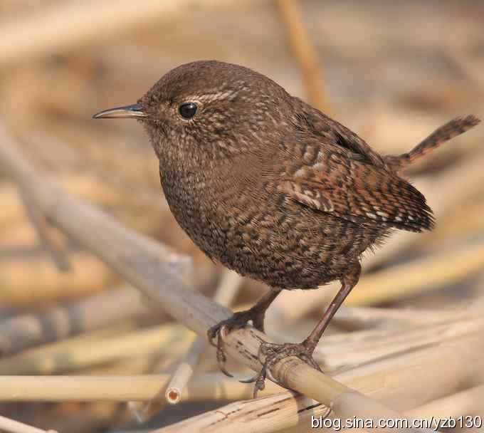 昨天刚拍的鹪鹩(组图)